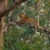 Levhart skvrnity - Panthera pardus - Leopard o0571